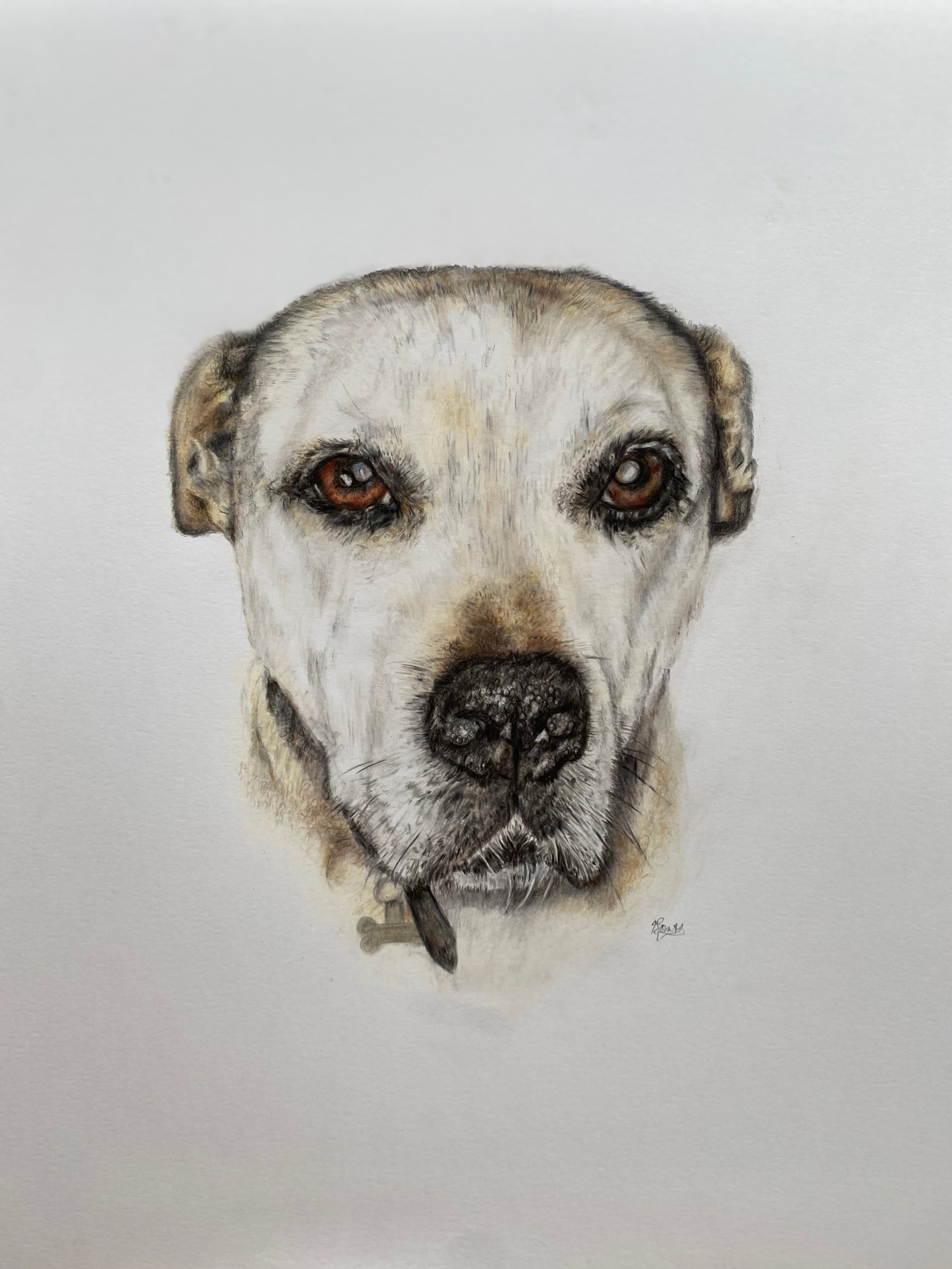 Pet Portrait ~14 x 17"~