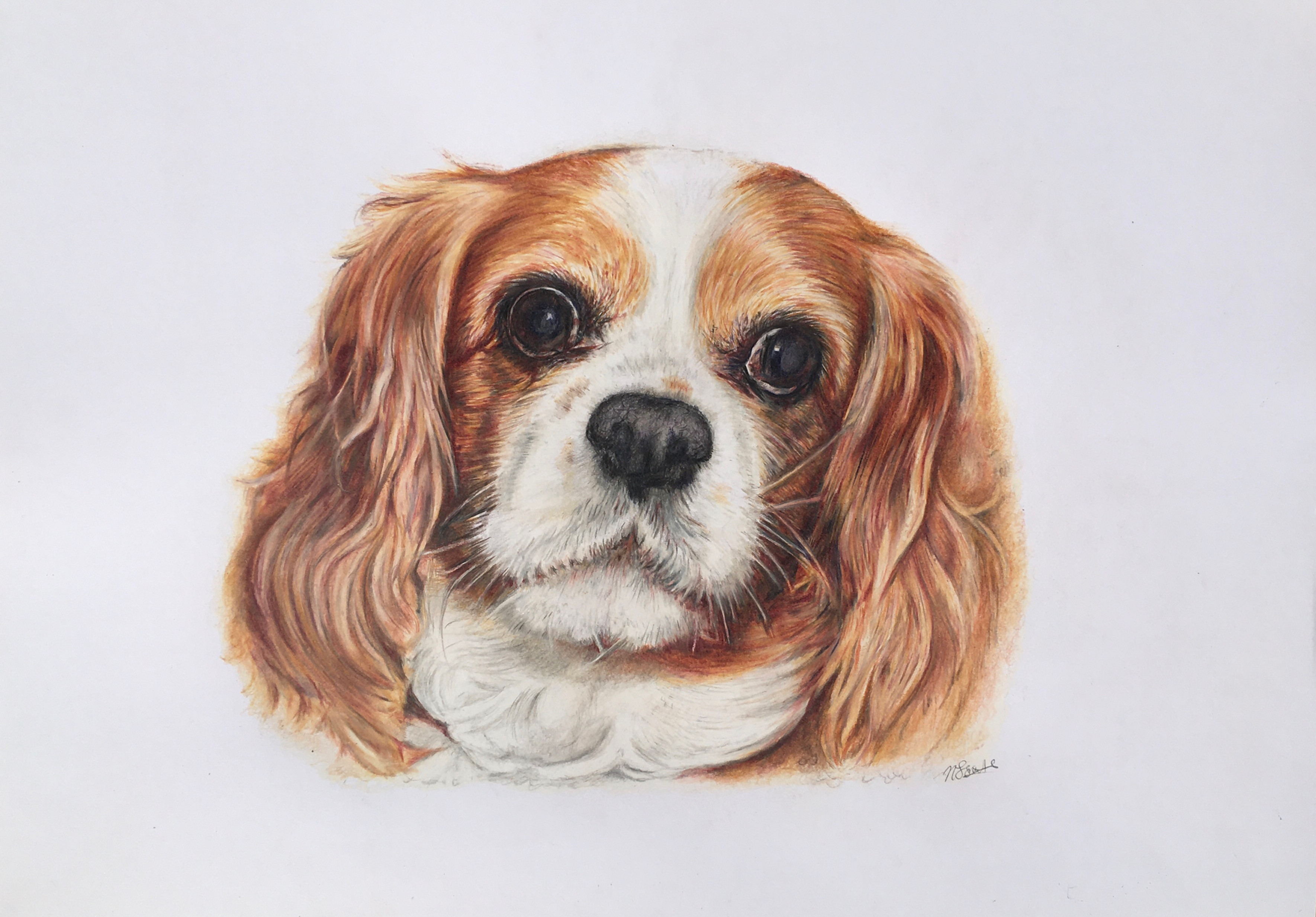 Pet Portrait 16.5" x 11.7"