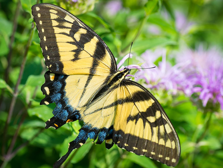 A Butterfly in the Garden: Why Eastern Tiger Swallowtails Are Arriving Early (and How to Welcome Them)