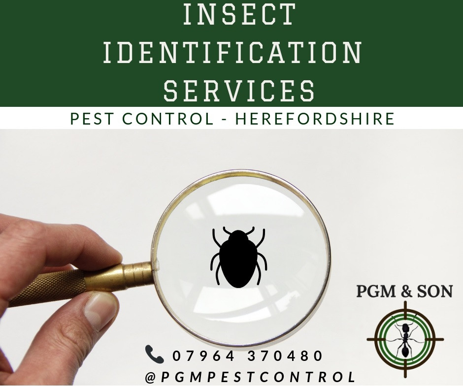 #1 Insect Experts in Herefordshire & Worcestershire | PGM & Son