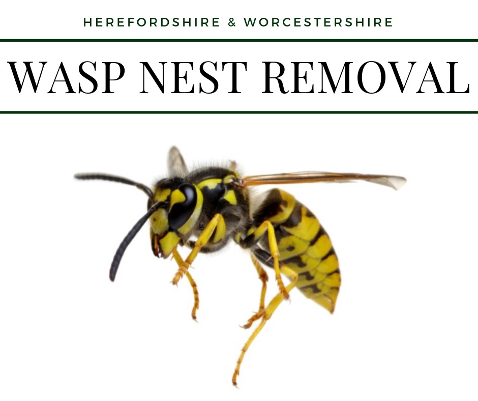 Wasp nest removal hereford 2019