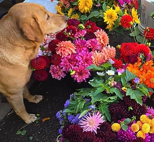 davis flowers_edited.jpg