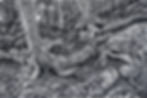 home page Clinging to Rock.jpg