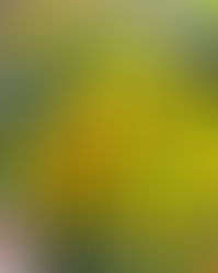 はまなすの夏🌻