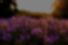 Lavender Flowers in a field at sunset