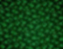 green-clover.jpg