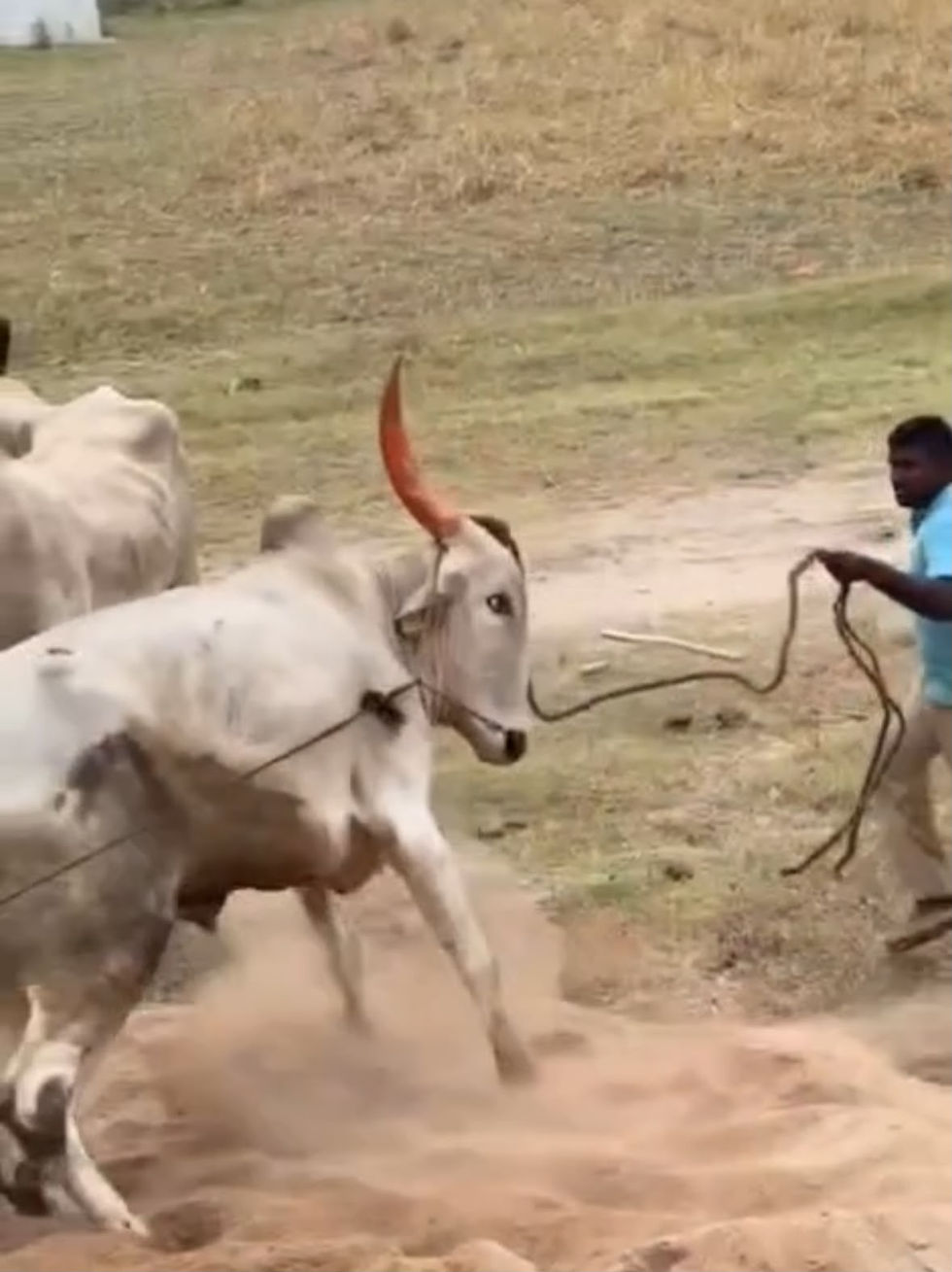 26 Cattle Rescued @ Kothakota Police Station, Telangana