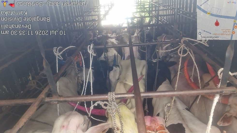 25 Cattle rescued @ Devanahalli Police Station Limits