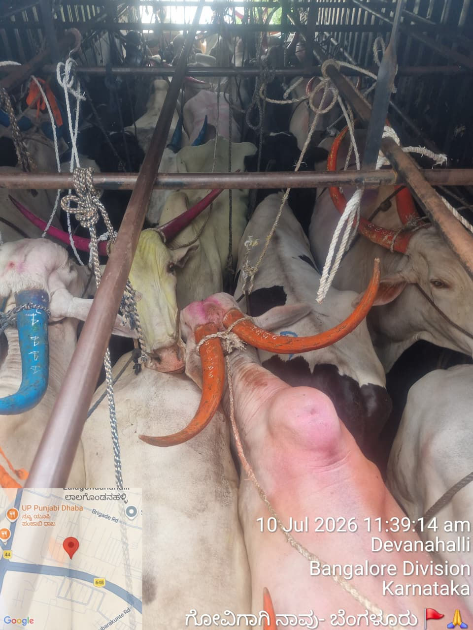 25 Cattle rescued @ Devanahalli Police Station Limits