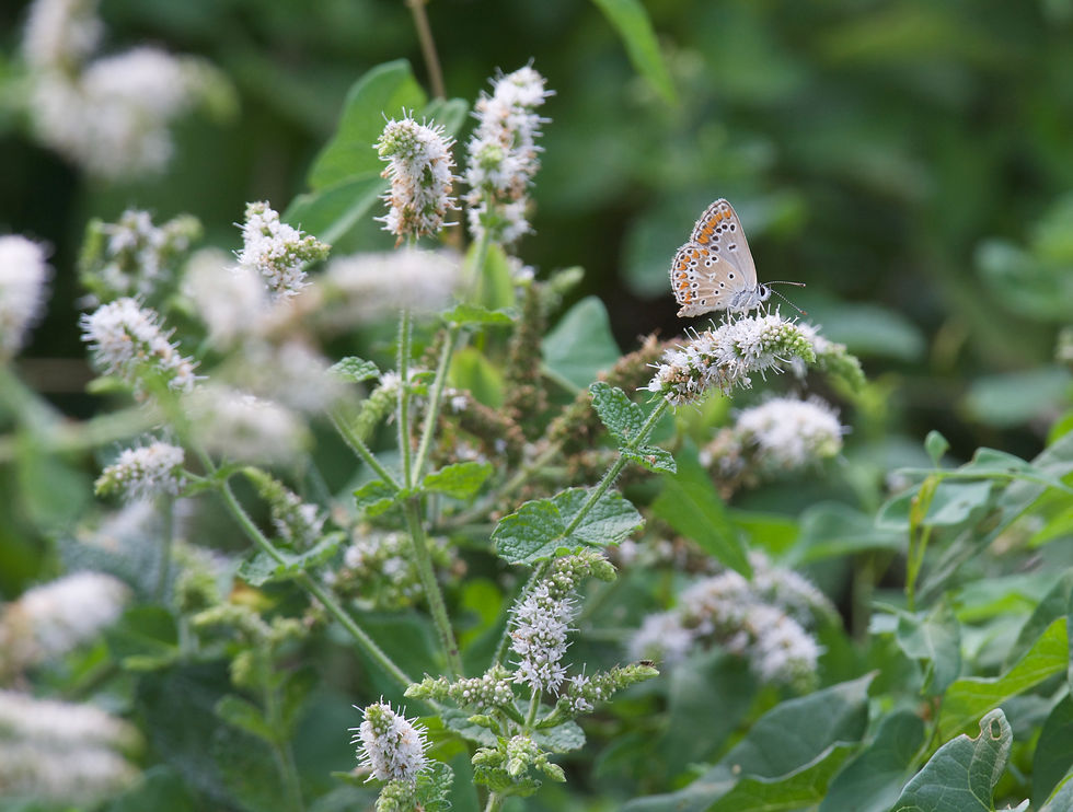 Brown argus