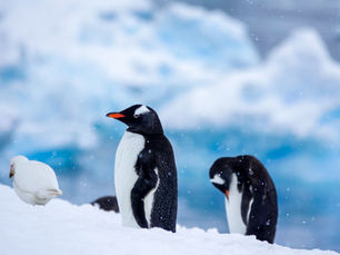 Réchauffement chez les papous