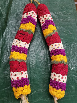 Multi Colour Button Rose