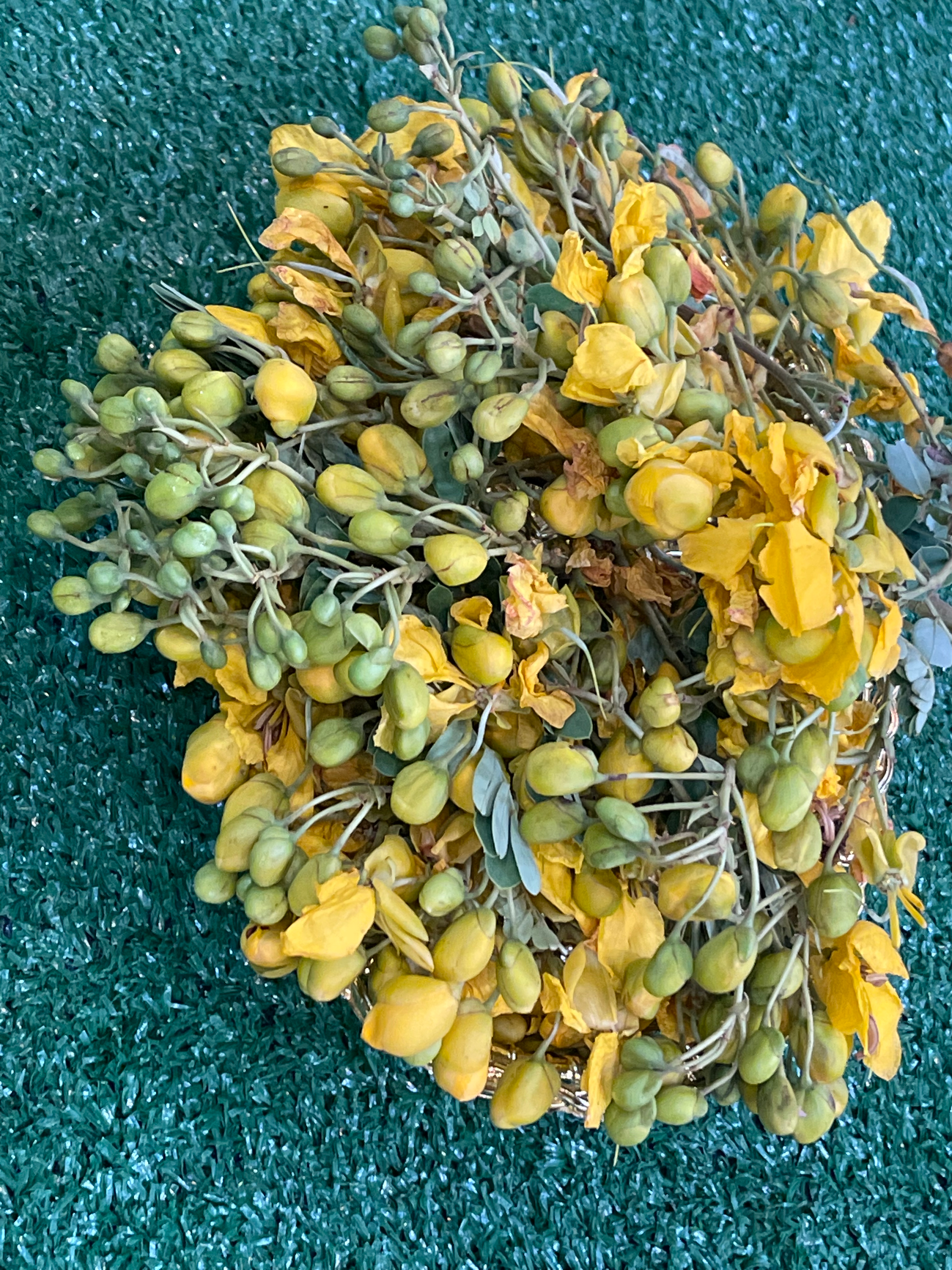 Tangedu Poovu(AVARAM POO)