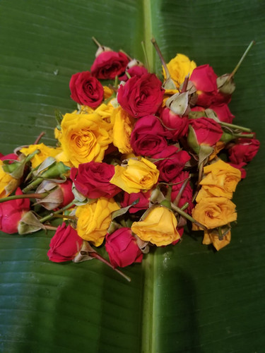 Mixed Button Rose Sai Flowers Of Ohio