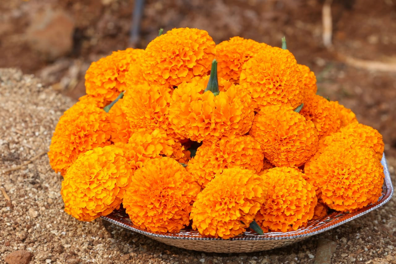 Orange Marigold Loose