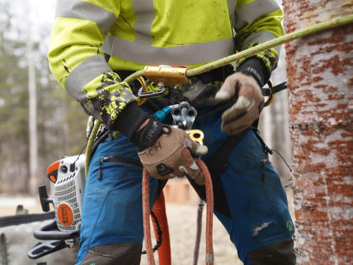 Why you should hire a Professional for dealing with trees?