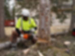 What are the Different Types of Tree Maintenance to Consider?