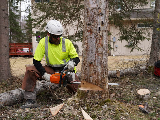 What are the Different Types of Tree Maintenance to Consider?