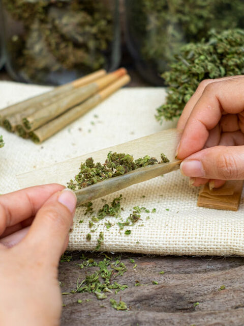 Female hands rolling marijuana with the cannabis bud