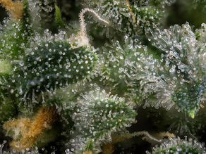 2022's Top Cannabis Strains