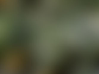 2022's Top Cannabis Strains