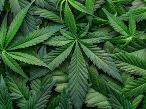 What Type of Edible Should You Try First? Chocolates, Gummies, or Beverages?