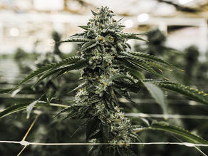 Harborside Presents: Grow What You Know