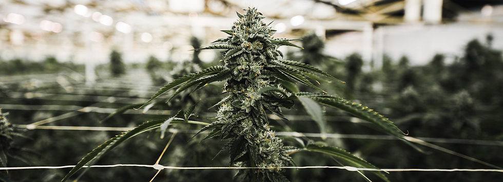 Harborside Farms 2022 Emerald Cup Award Winning Cannabis Strains