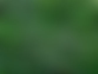 What Type of Edible Should You Try First? Chocolates, Gummies, or Beverages?