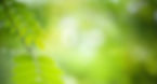 Tree Services FAQs