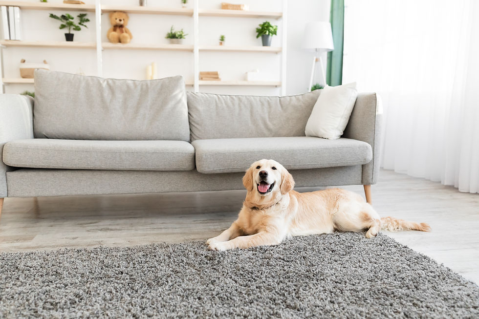 Man's Best Friend. Portrait of healthy domestic animal lying on the floor carpet in living