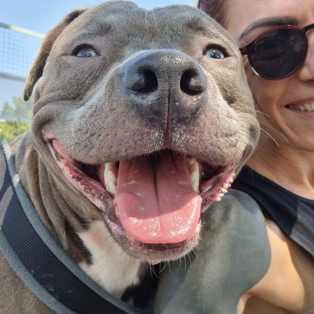 Walks with a Pitbull