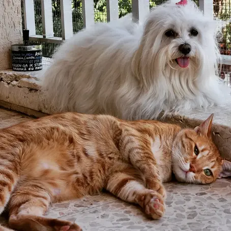 Cats and Dogs living together