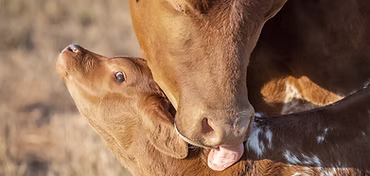 Mother cow licking her baby calf