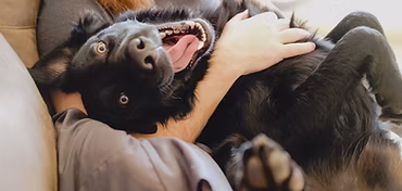 Black dog lying in owners lap looking playful