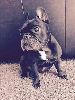 Adorable black French Bulldog sitting