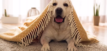 Cute Labrador dog lying on floor with curtain draped over him