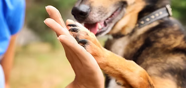 Adorable dog giving a high five