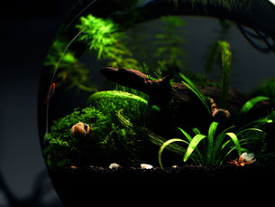 A detailed look at a healthy nano aquascape with thriving plants and fish