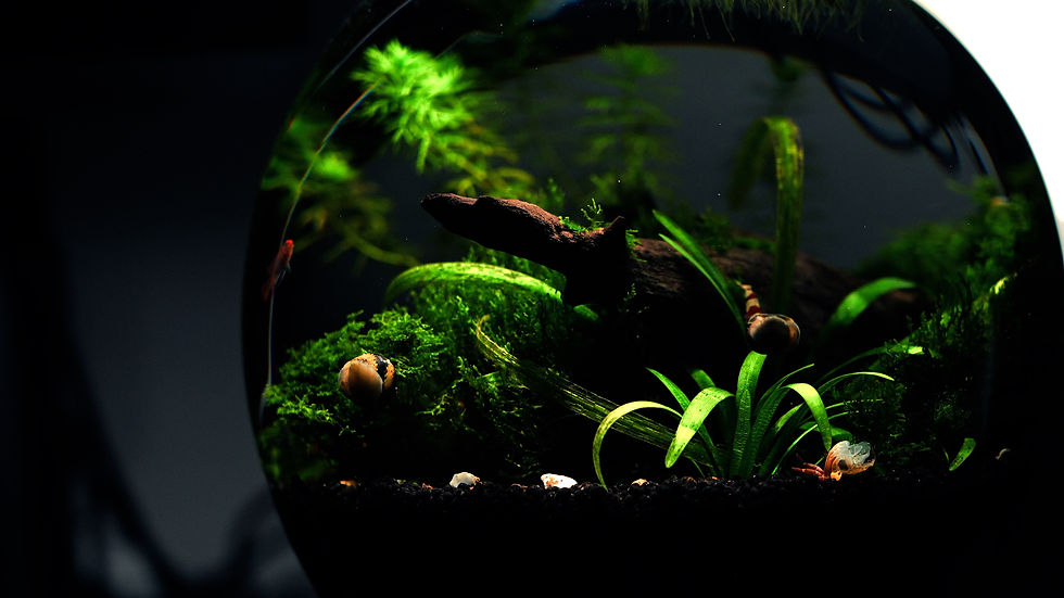 A detailed look at a healthy nano aquascape with thriving plants and fish
