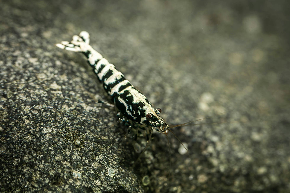 Close-up macro photograph of a Tiger Shrimp (Caridina mariae) displaying its distinctive striped pattern while resting on aquarium hardscape in a planted freshwater nano aquarium.