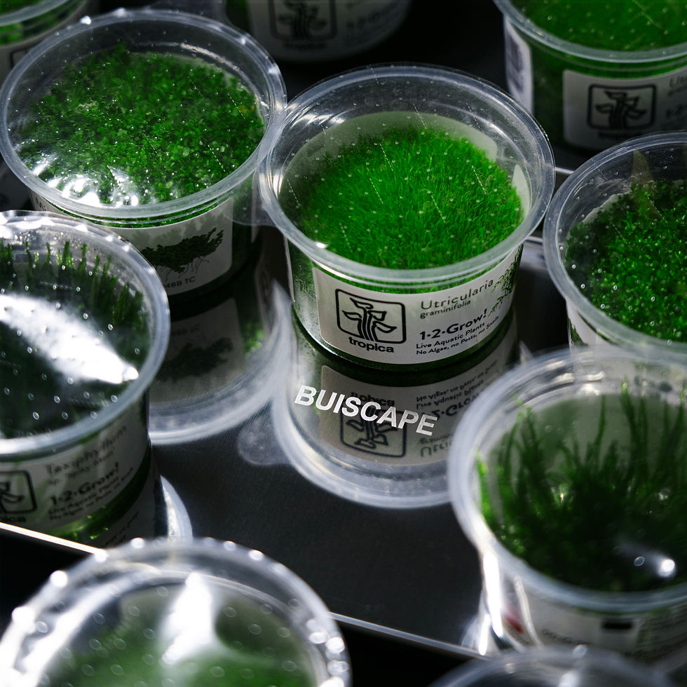 Tropica 1-2-Grow!® plants. Cultivated in sterile conditions without algae, snails, or pesticides, making them a popular choice for planted aquariums.