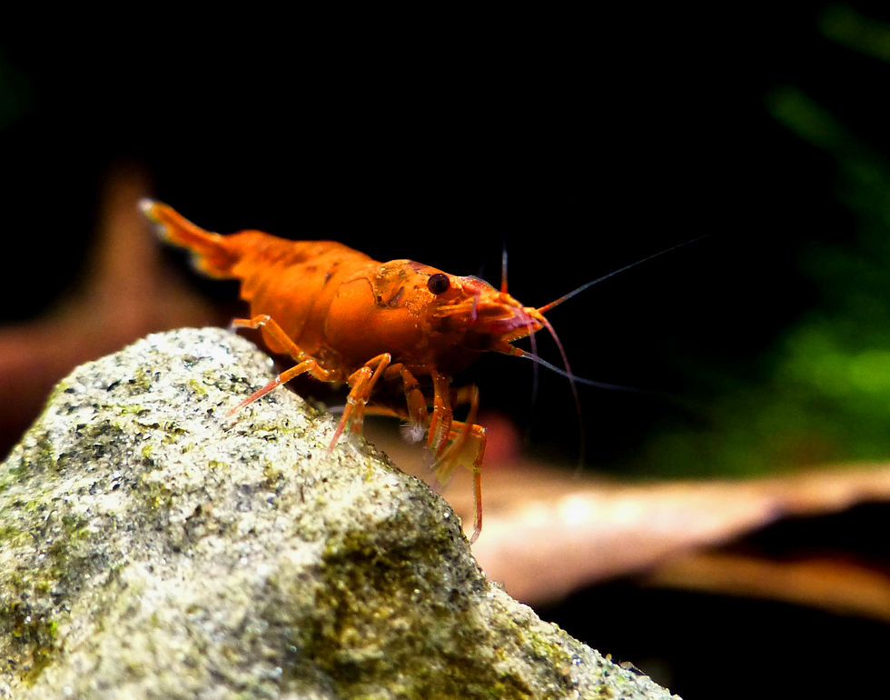 Close-up macro photograph of an Orange Sakura Shrimp (Neocaridina davidi) displaying its vibrant solid orange coloration in a planted freshwater nano aquarium.