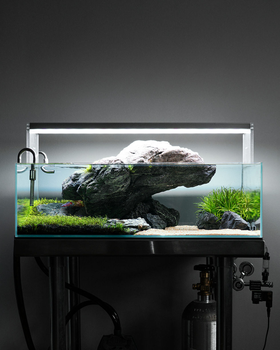 Project Titan, Anthony (Buiscape), 2021 Nature-style aquascape.