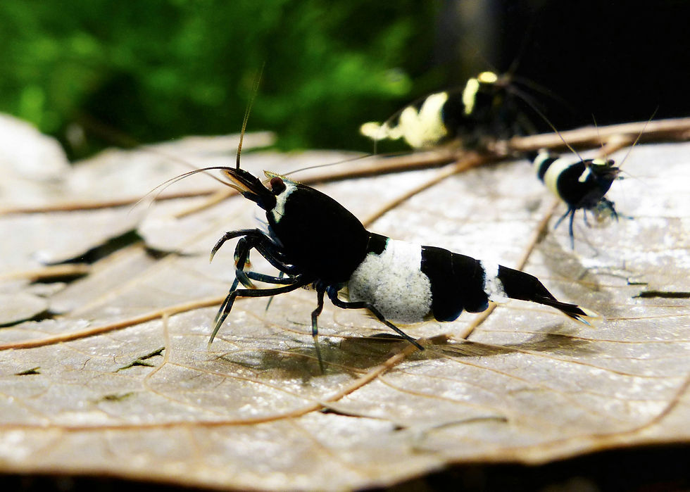 Close-up macro photograph of a Taiwan Bee Shrimp (Caridina cantonensis) displaying its striking black-and-white coloration in a planted freshwater nano aquarium.