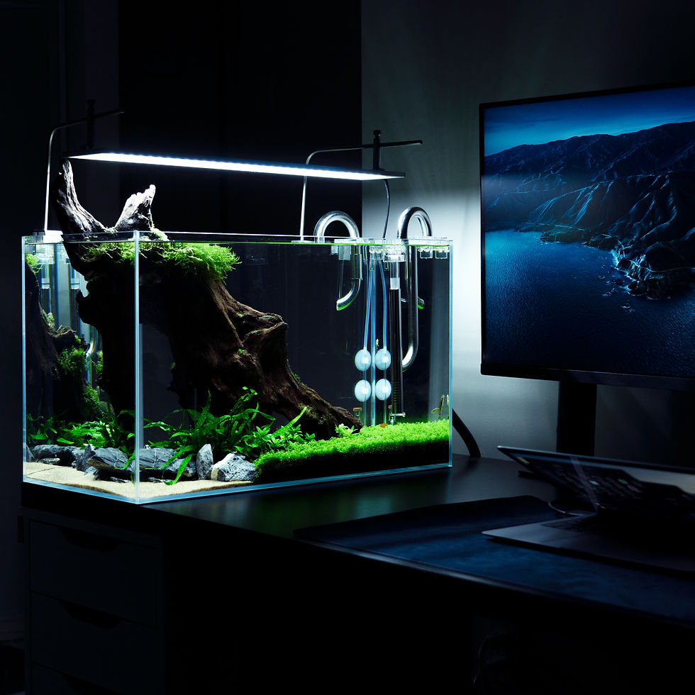 A well-designed aquascape transforms an ordinary workspace into a tranquil environment inspired by nature.