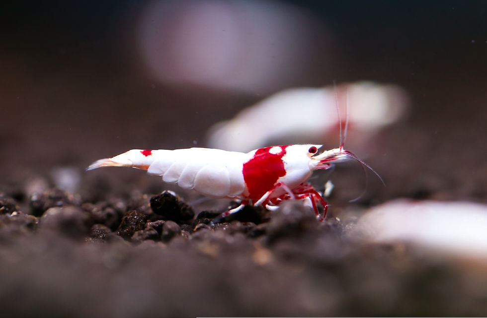Close-up macro photograph of a Crystal Red Shrimp (Caridina cantonensis) displaying its distinctive red-and-white banded pattern in a planted freshwater nano aquarium.