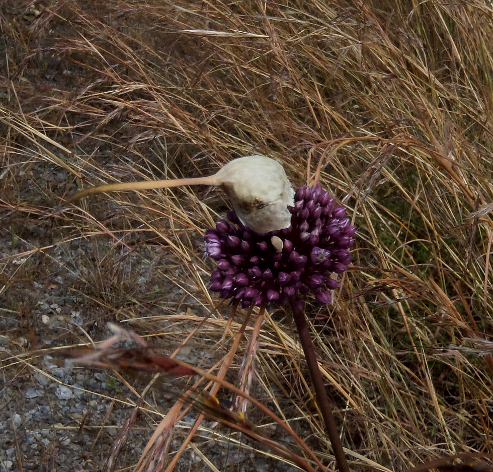 Allium ampeloprasum