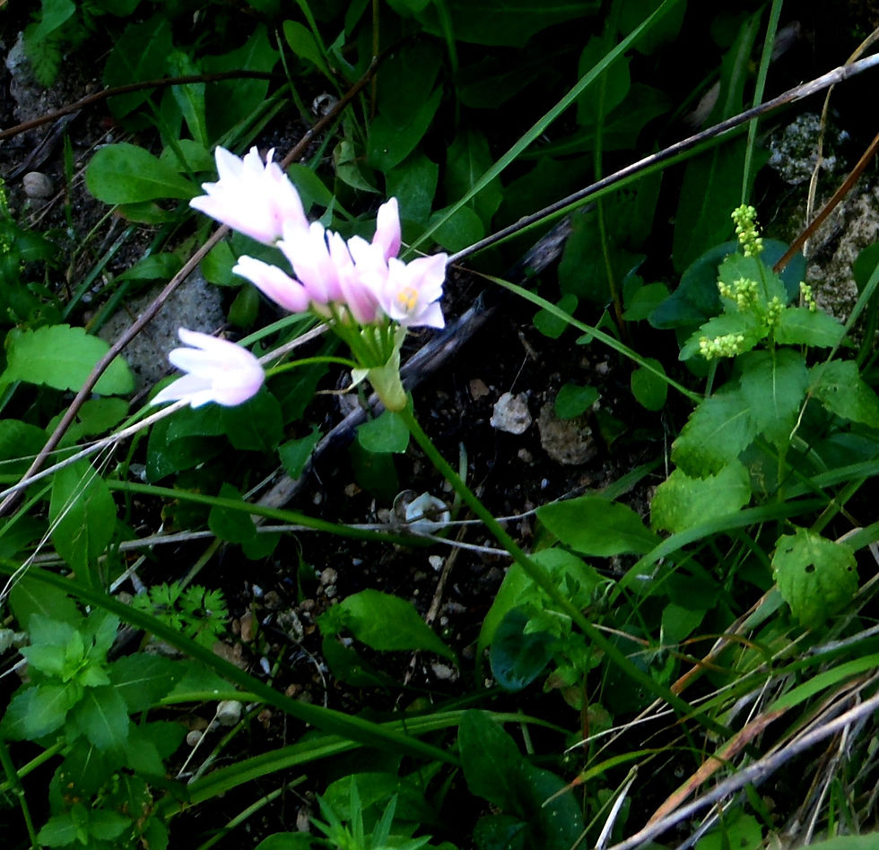 Allium roseum