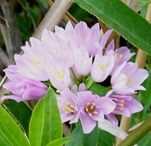 Allium roseum